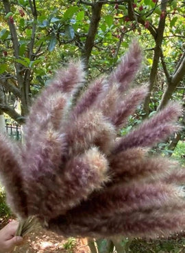 Pampas Natural 15 pcs