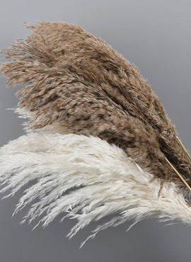 Pampas Fluffy 10 pcs