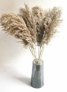 Pampas Fluffy 10 pcs