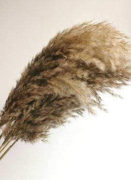 Pampas Fluffy 10 pcs